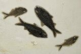 Multiple Fossil Fish (Mioplosus, Knightia & Diplomystus) Plate #306857-3